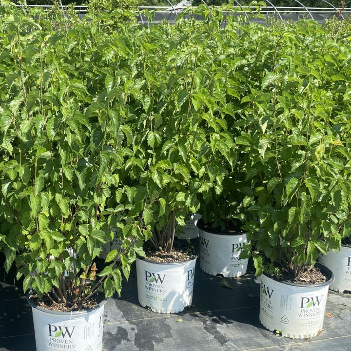 Viburnum dentatum Blue Muffin® grown in 3-gallon pots.
