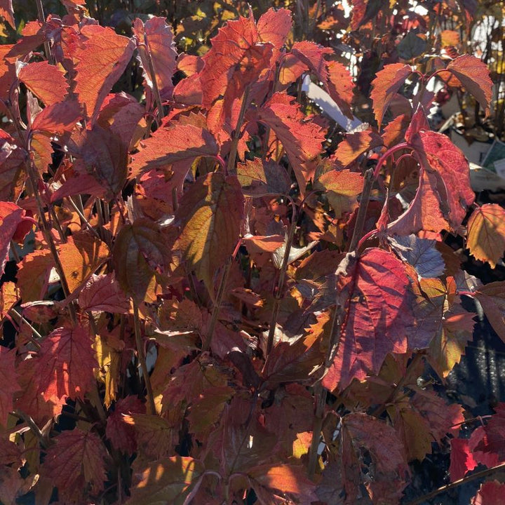 Red and orange Viburnum dentatum Blue Muffin® fall foliage.