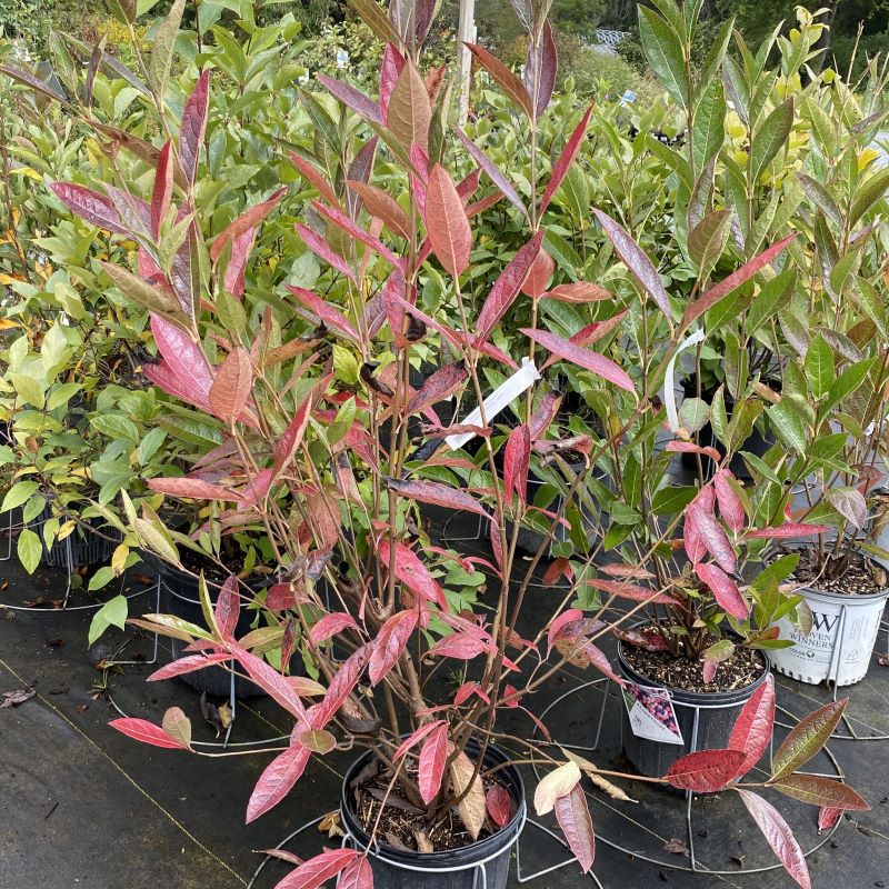 Viburnum nudum Brandywine™ with red-purple fall foliage.
