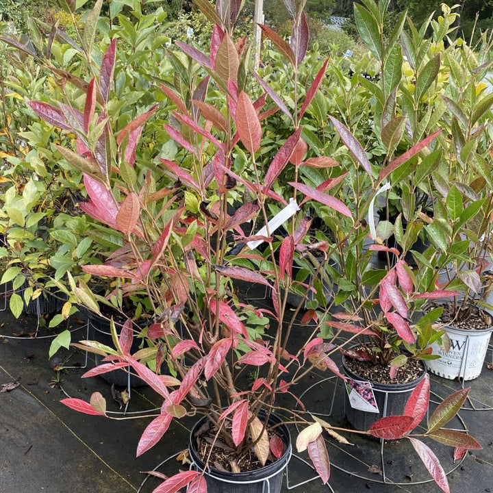 Viburnum nudum Brandywine™ with red-purple fall foliage.