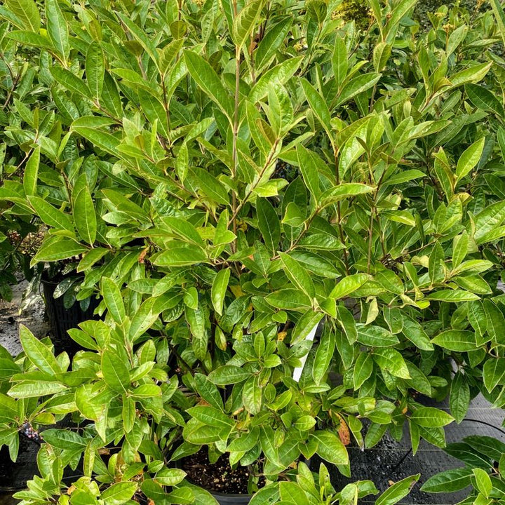 Mature Viburnum nudum Brandywine™ grown in a 7-gallon pot.