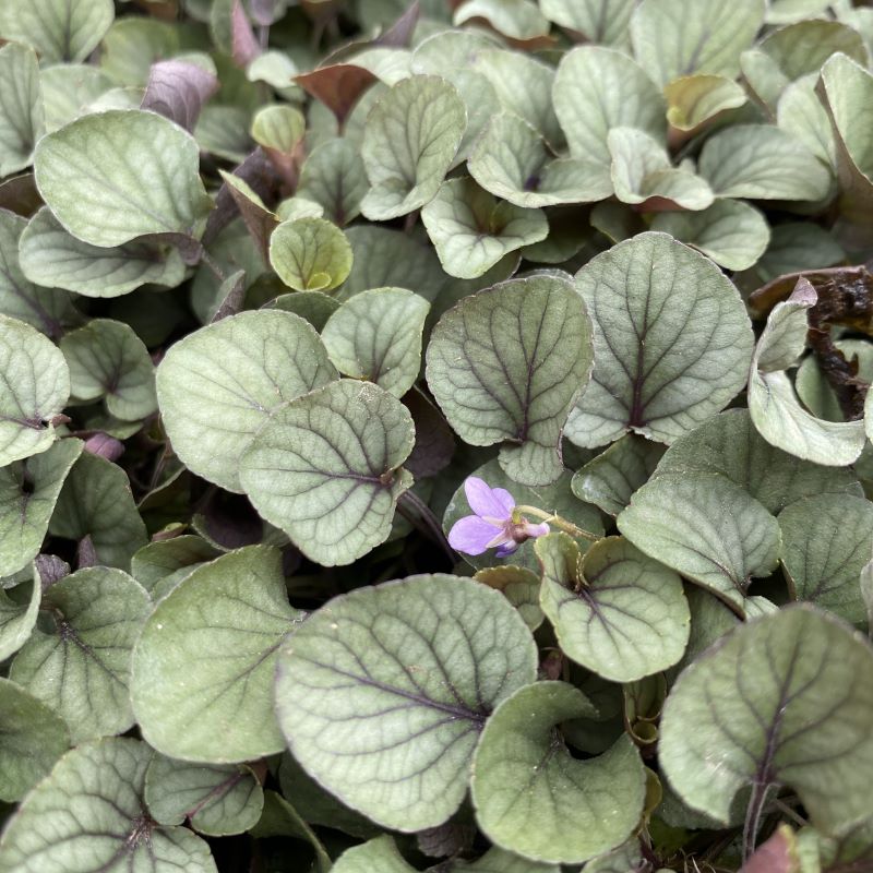 Viola walteri 'Silver Gem' (Prostrate Blue Violet) Unity Grown