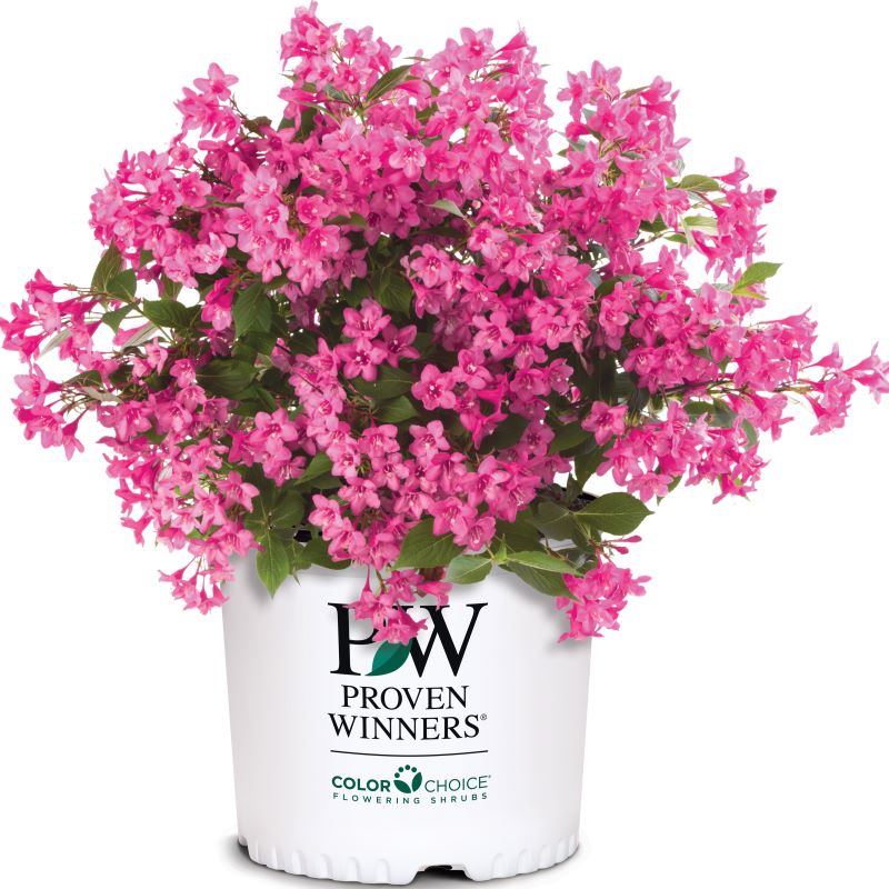 Weigela florida Sonic Bloom® 'Pink' (Reblooming Weigela)