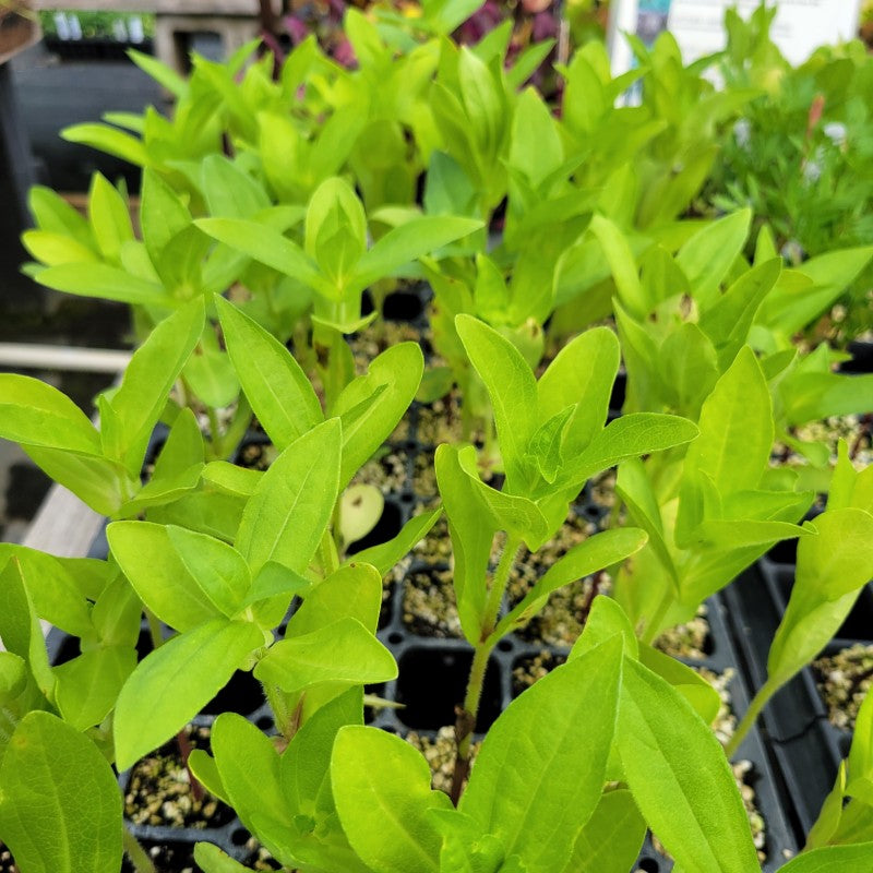 A close-up photo of the developing leaves and stems of Zinnia garden plugs