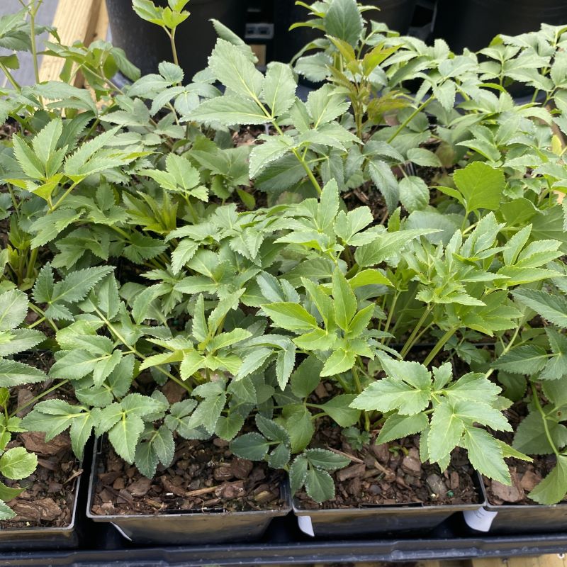Zizia aurea (Golden Alexanders)