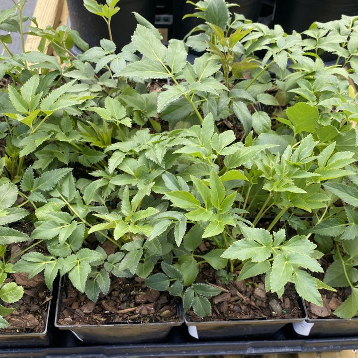 Zizia aurea (Golden Alexanders)