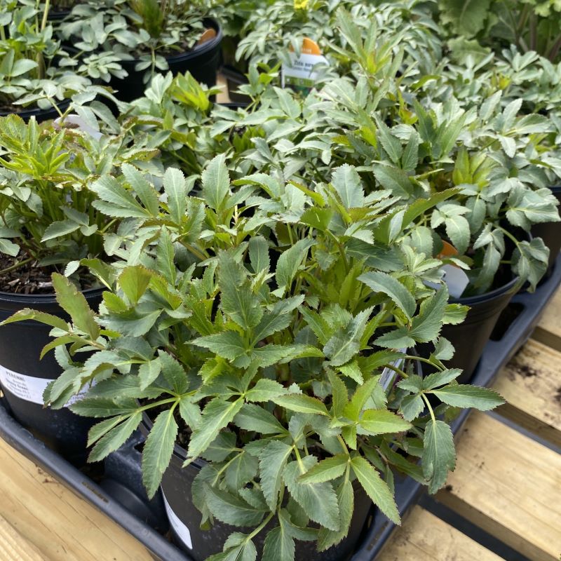 Zizia aurea (Golden Alexanders)