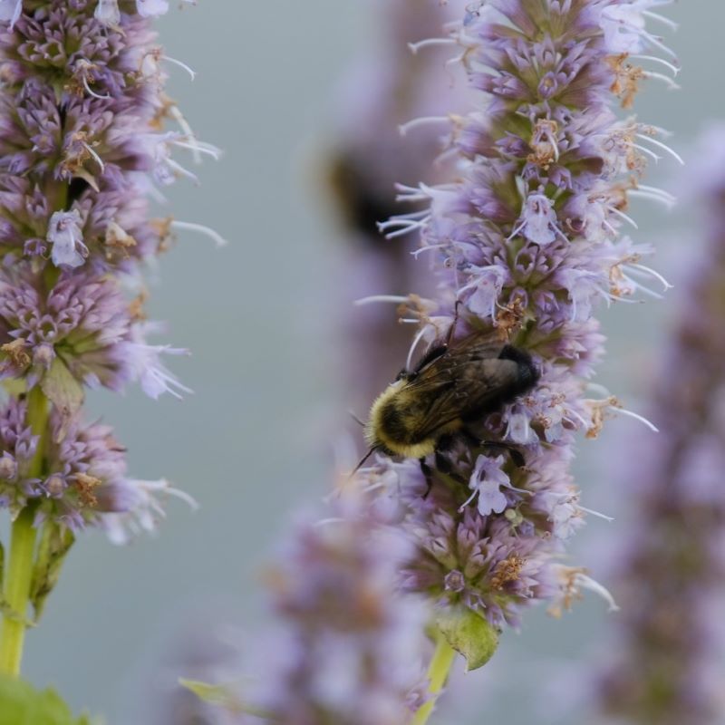 A close up of a bee on a pale purple flower.