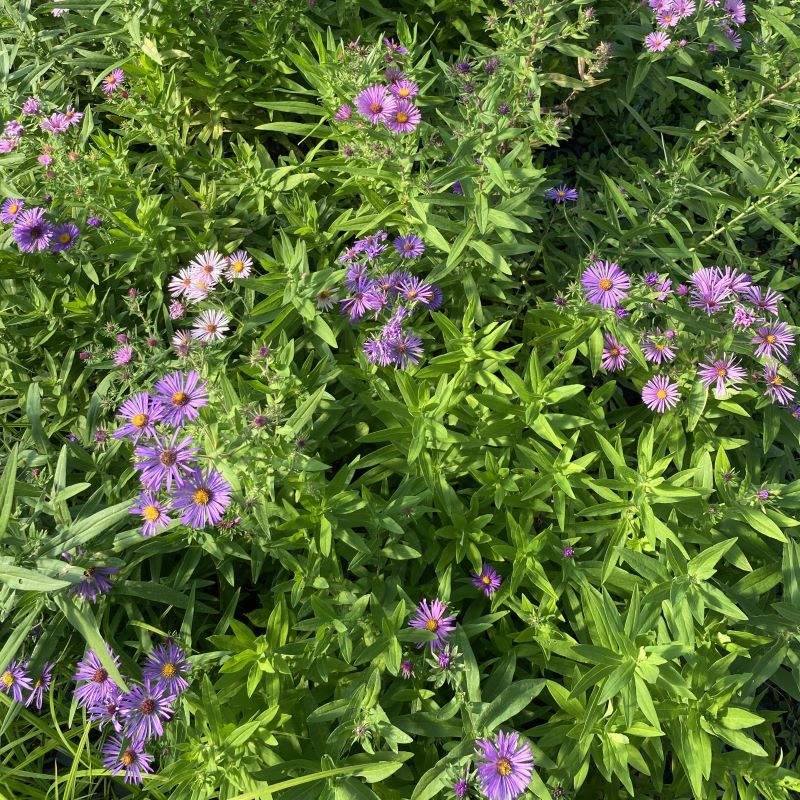 Group of purple flowering New England Asters.