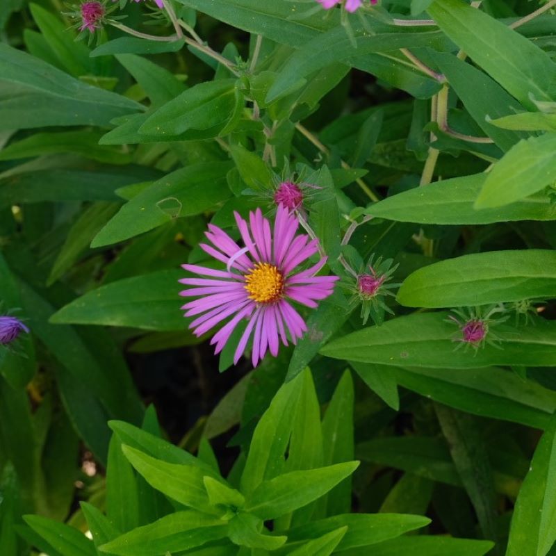 Close up of aster novae angliae.