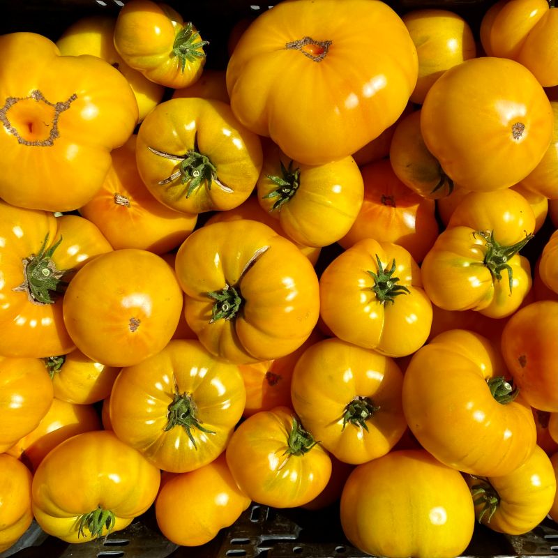 Tomato Azoychka Unity Grown