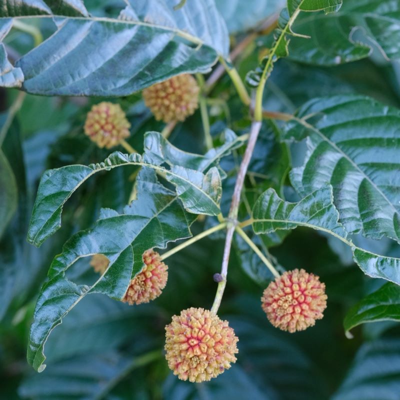 Close-up of Cephalanthus occidentalis 'Sugar Shack' (Buttonbush) flower pods.