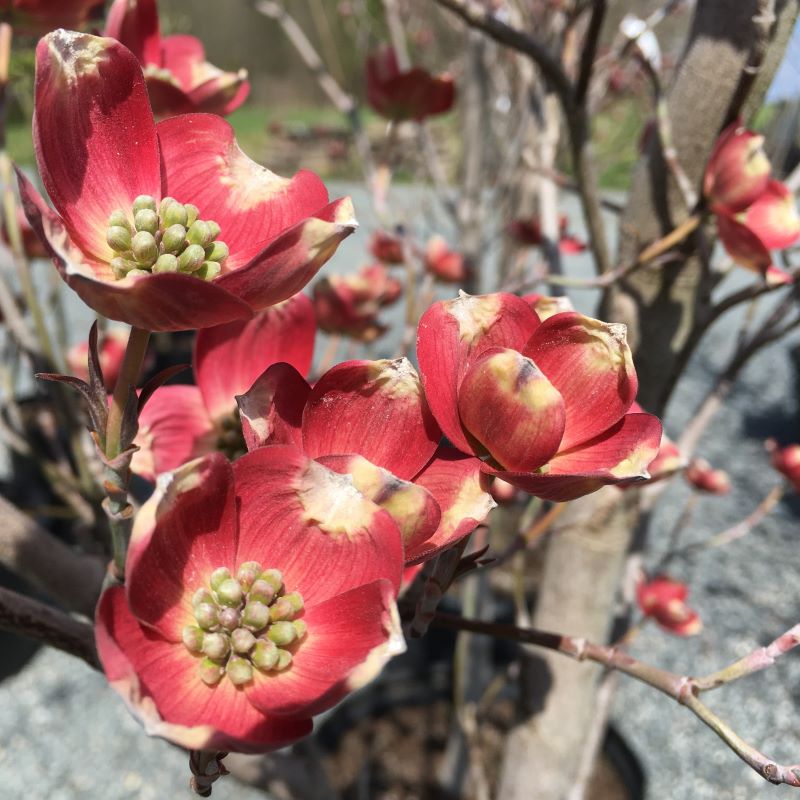 Dark pink flowers of Cornus florida 'Cherokee Brave' dogwood