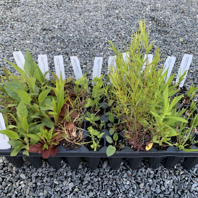 Eco Tray 50 (Full Sun, Avg. to Dry Soil) Unity Grown