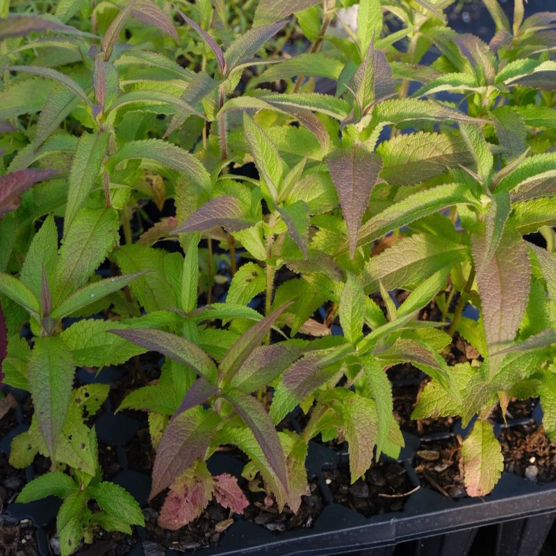 Eupatorium perfoliatum (Boneset) plugs