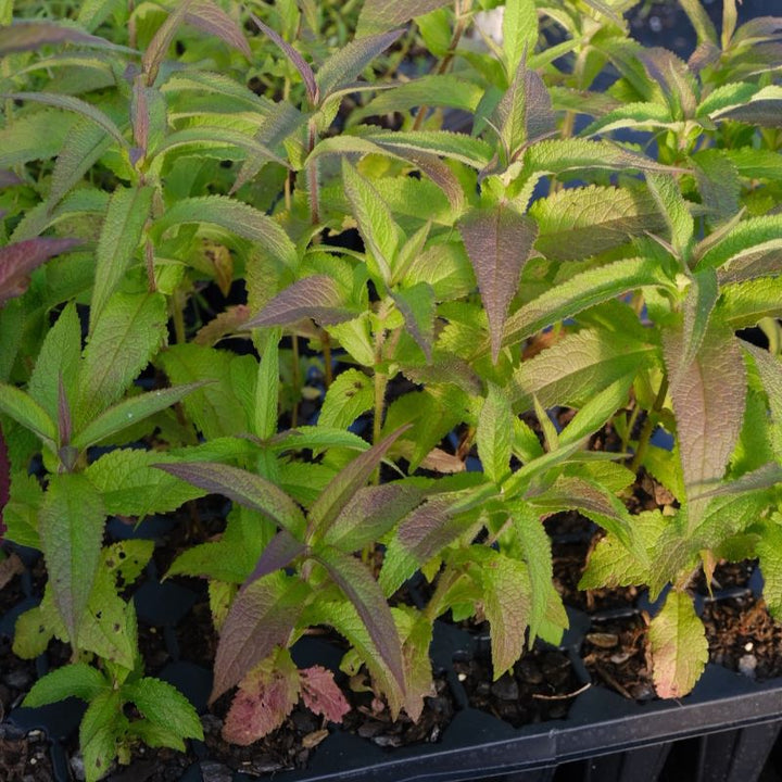 Eupatorium perfoliatum (Boneset) plugs