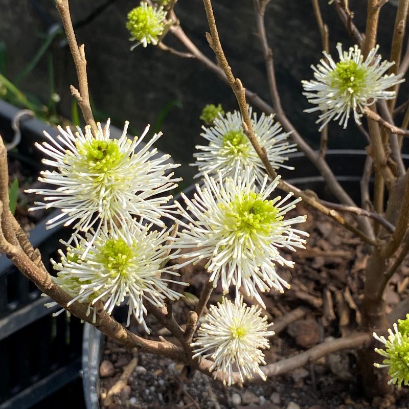 Fothergilla gardenii (Dwarf Fothergilla) in bloom with showy white flowers.