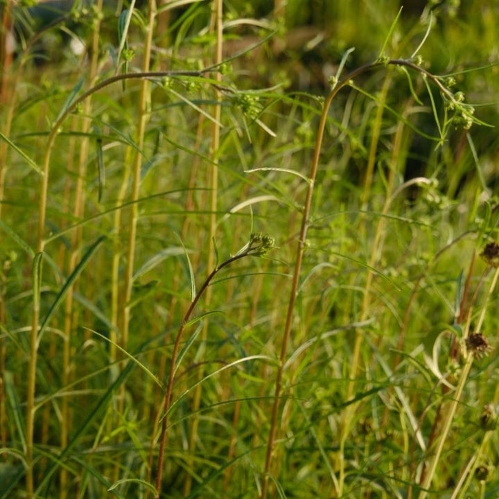 Young foliage and flower buds of Helianthus angustifolius (Swamp Sunflower).