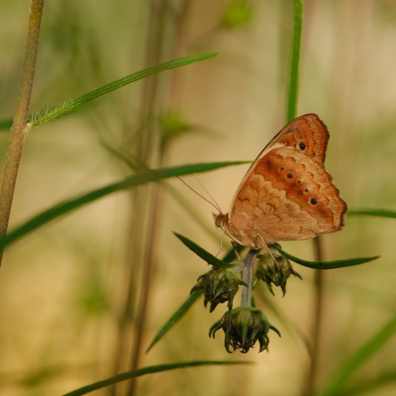 Buckeye butterfly (Junonia sp.) perched on young flower buds of Helianthus angustifolius (Swamp Sunflower).