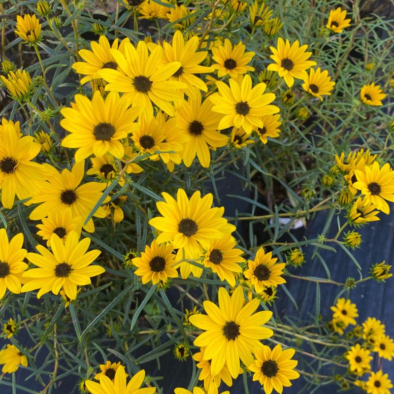 Helianthus salicifolius 'Autumn Gold' in bloom with bright yellow flowers, grown in 1-gallon pots.