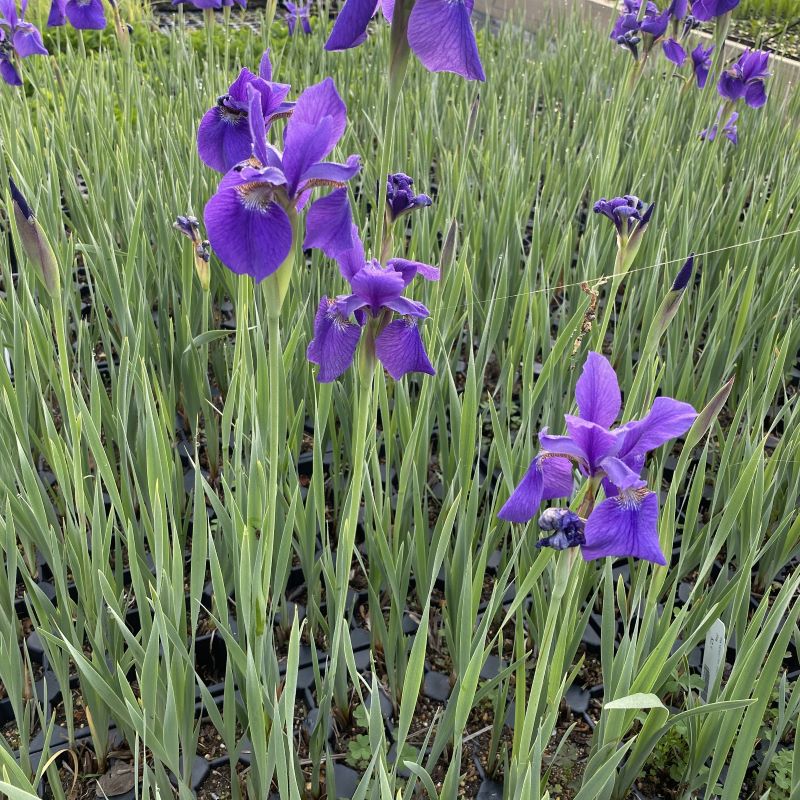 Purple flowers and green foliage of Iris versicolor (blue flag iris)
