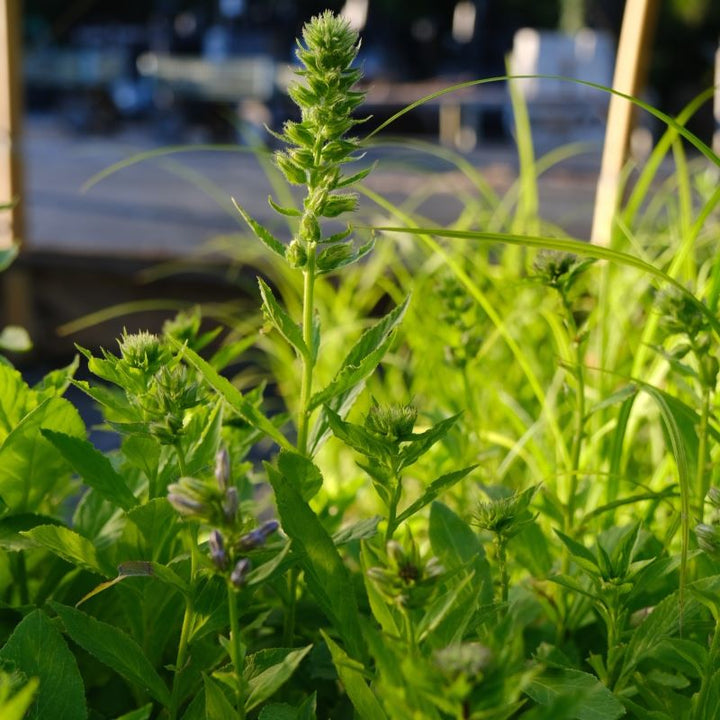 Close-up of flower buds of Lobelia siphilitica (Great Blue Lobelia) grown in LP50 size plugs.