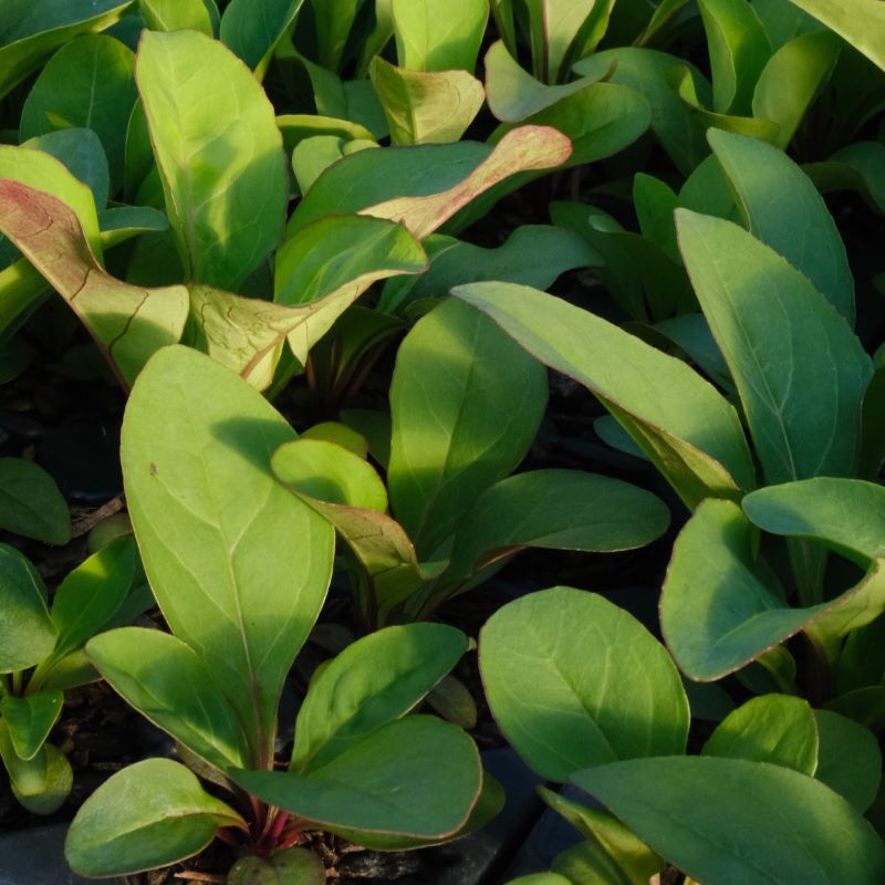 Close-up of Penstemon digitalis (Foxglove Beardtongue) grown in LP50 size plugs.