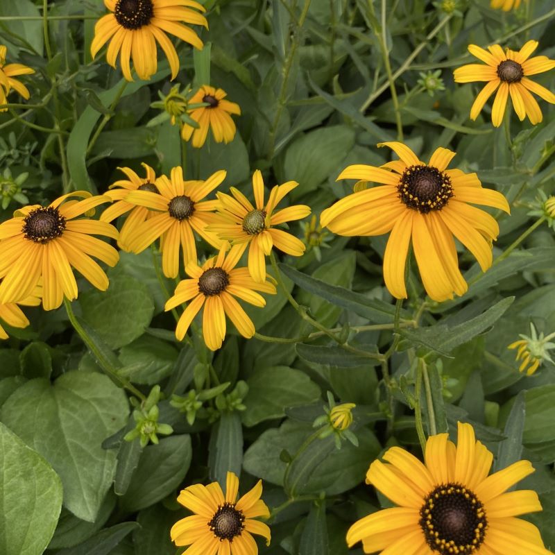 Close-up of Rudbeckia fulgida var. fulgida (Black-Eyed Susan) with yellow and brown flowers.