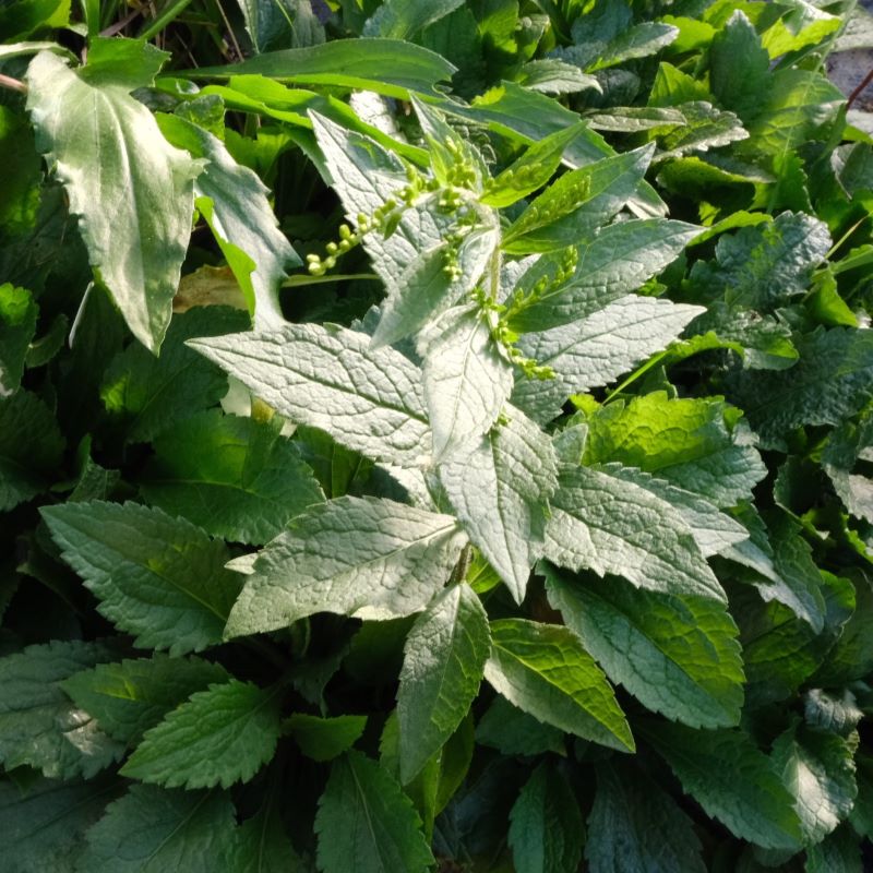 Close-up of Solidago rugosa (Rough-leaved Goldenrod) foliage.