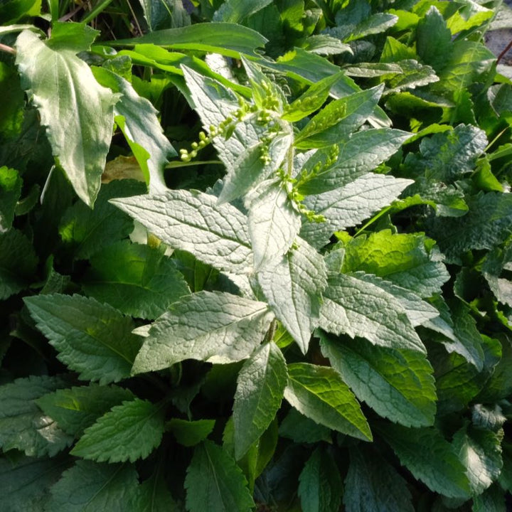 Close-up of Solidago rugosa (Rough-leaved Goldenrod) foliage.