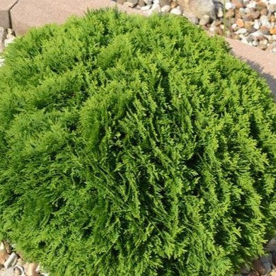 Thuja occidentalis 'Hetz's Midget' (Dwarf Arborvitae)