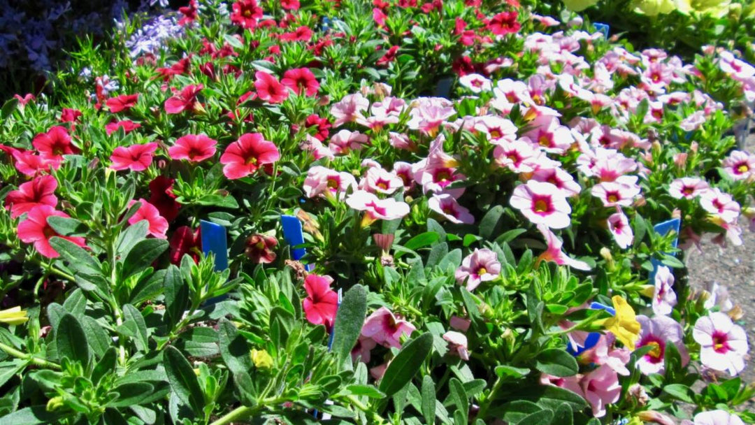 A photo of garden center annuals.