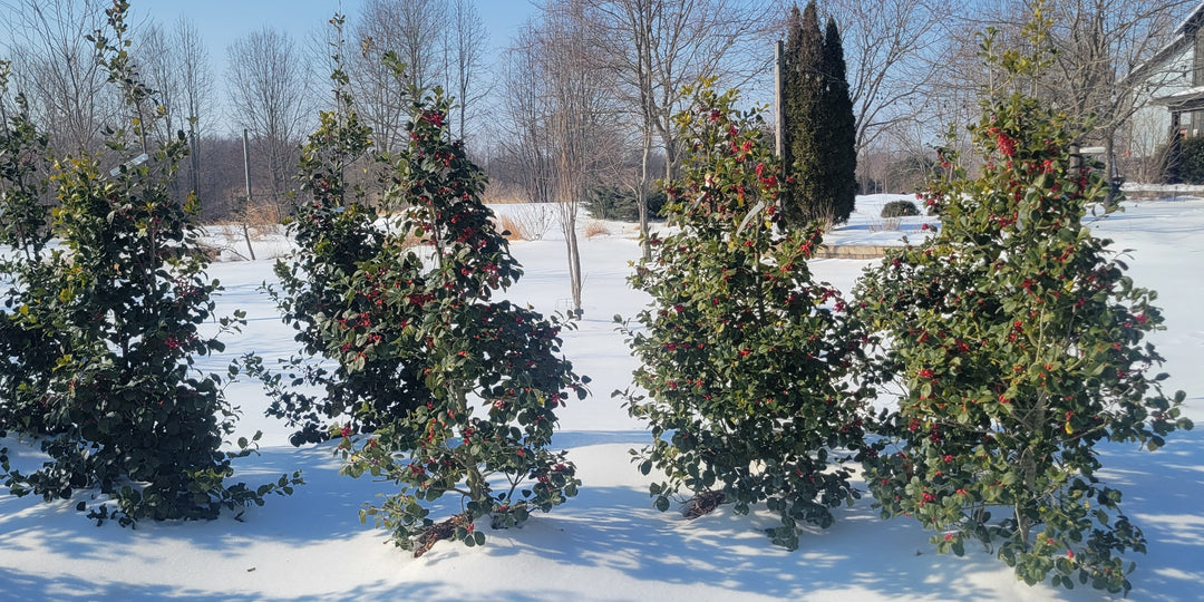 February 2026 Newsletter