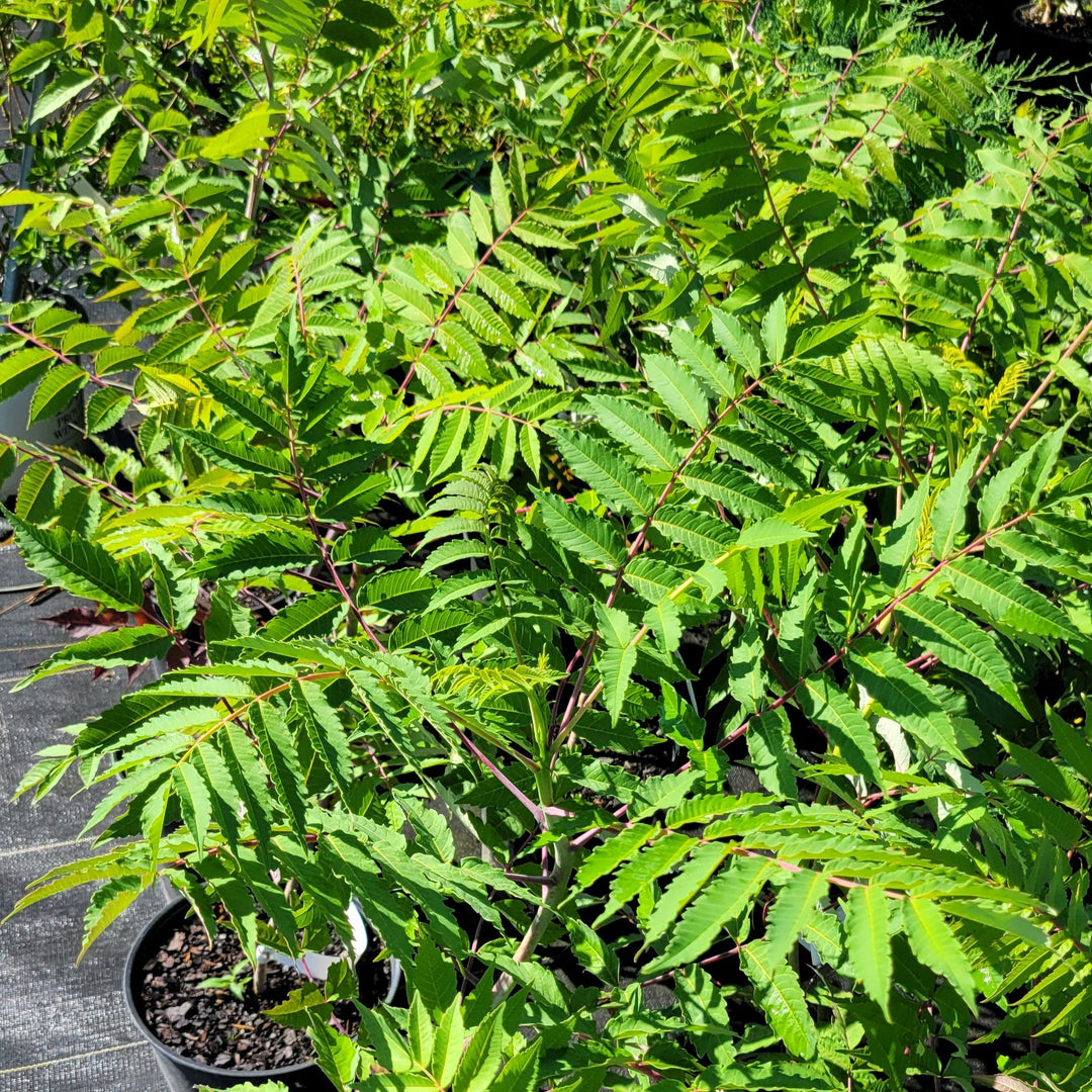 June 2026 Plant Spotlights