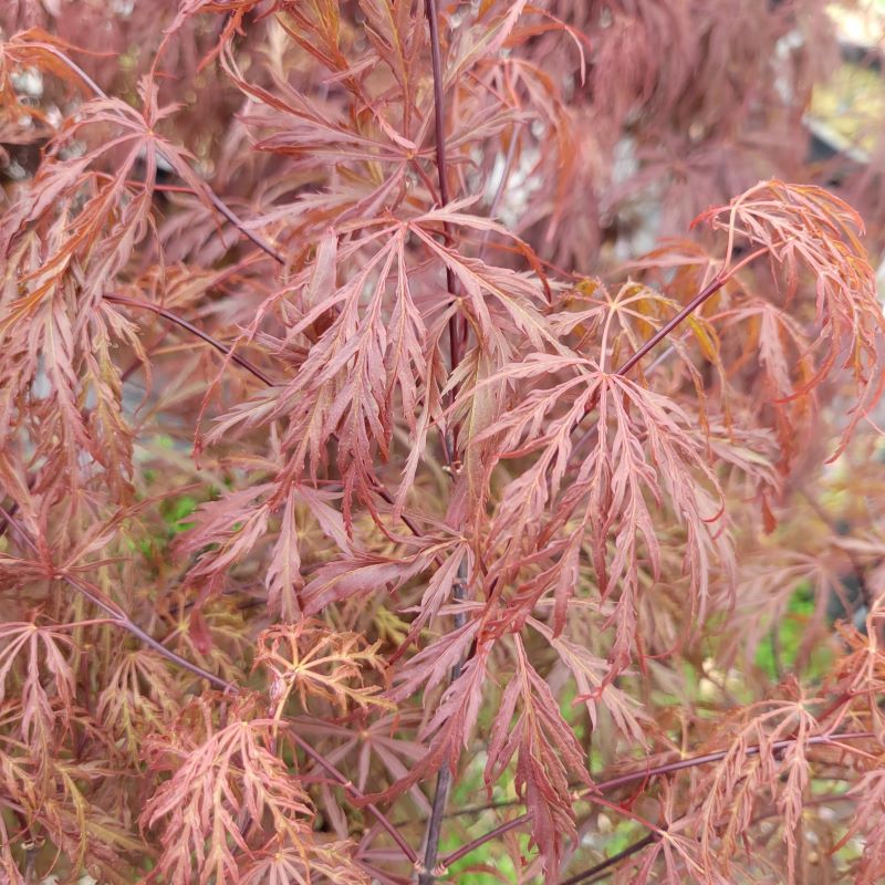 Close-up of the attractive purple, cut-leaved foliage of Acer palmatum var. dissectum 'Crimson Queen' (Japanese Maple).