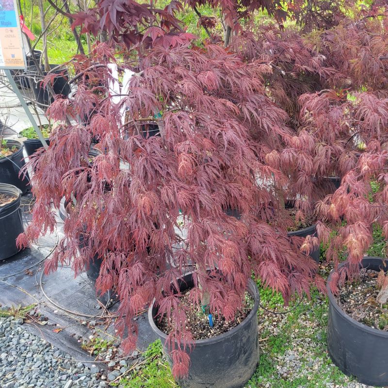 Young Acer palmatum var. dissectum 'Crimson Queen' (Japanese Maple) grown in a 7-gallon pot.