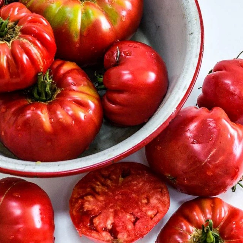 An enamelware bowl filled with large Abe Lincoln tomatoes, with a sliced tomato for display of thick flesh and small seed cores.