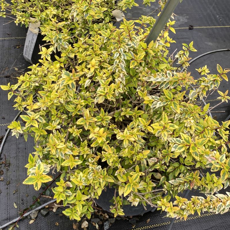 Abelia x grandiflora 'Kaleidoscope' with glossy, yellow-green variegated foliage.