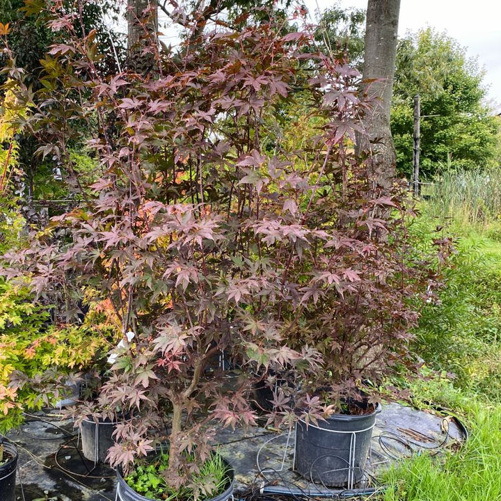 Acer palmatum 'Bloodgood' with purple foliage, grown in 15-gallon pots.