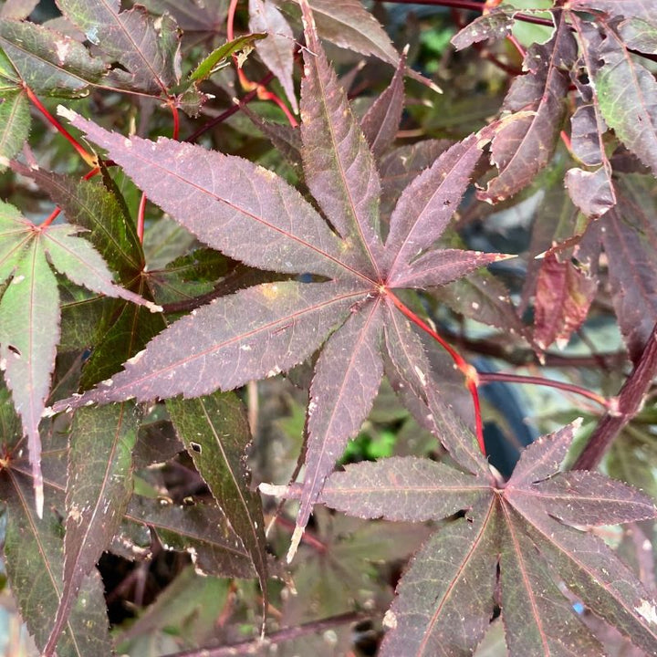 Close-up of the purple and red foliage of Acer palmatum 'Bloodgood'.