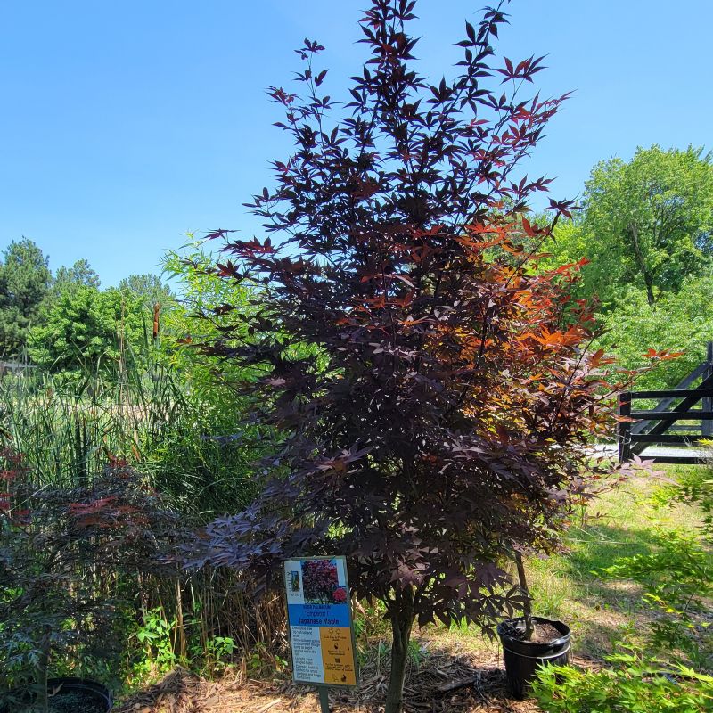 A photo of a large, upright specimen of Acer palmatum 'Emperor I' Japanese maple in a part-shade environment