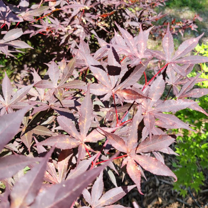 A close-up photo of the dark purple foliage of Acer palmatum 'Emperor I'