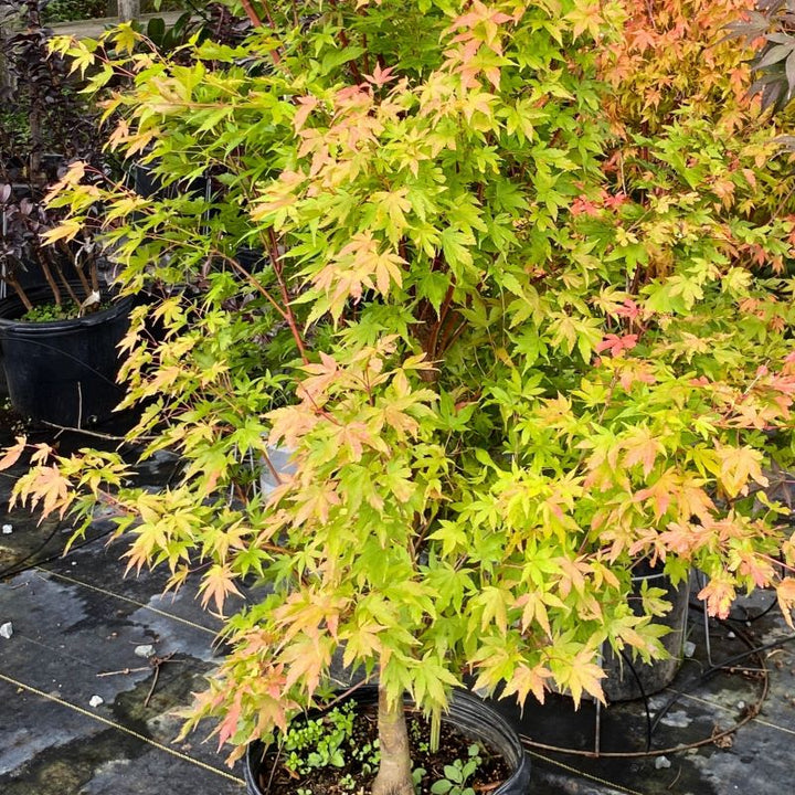 Acer palmatum 'Sango Kaku' (Coral Bark Japanese Maple) grown in 7-gallon pots.
