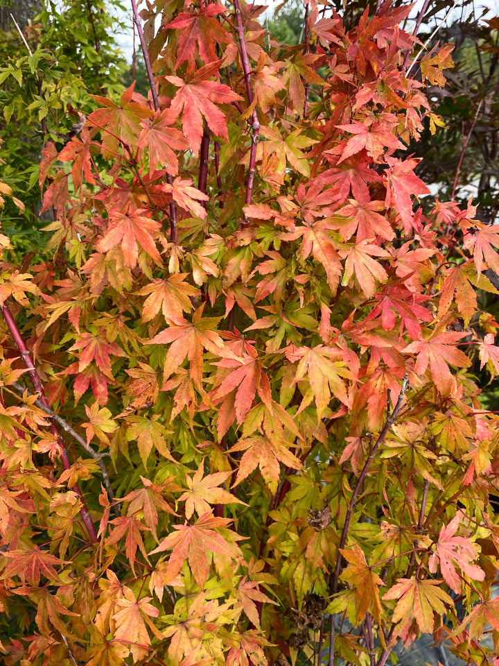 Close-up of orange to red autumn foliage and red stems of Acer palmatum 'Sango Kaku' (Coral Bark Japanese Maple).