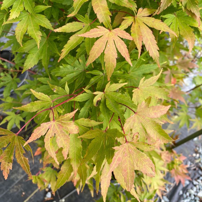 Close-up of yellow autumn foliage and red stems of Acer palmatum 'Sango Kaku' (Coral Bark Japanese Maple).