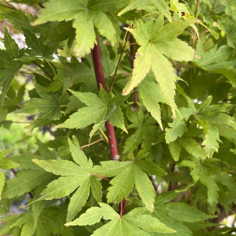 Maple Unity Acer palmatum 'Sango Kaku' (Coral Bark Japanese Maple) – Unity Church ...
