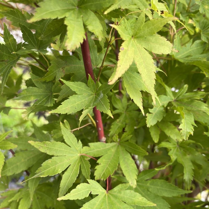 Close-up of early season green foliage and red stems of Acer palmatum 'Sango Kaku' (Coral Bark Japanese Maple).