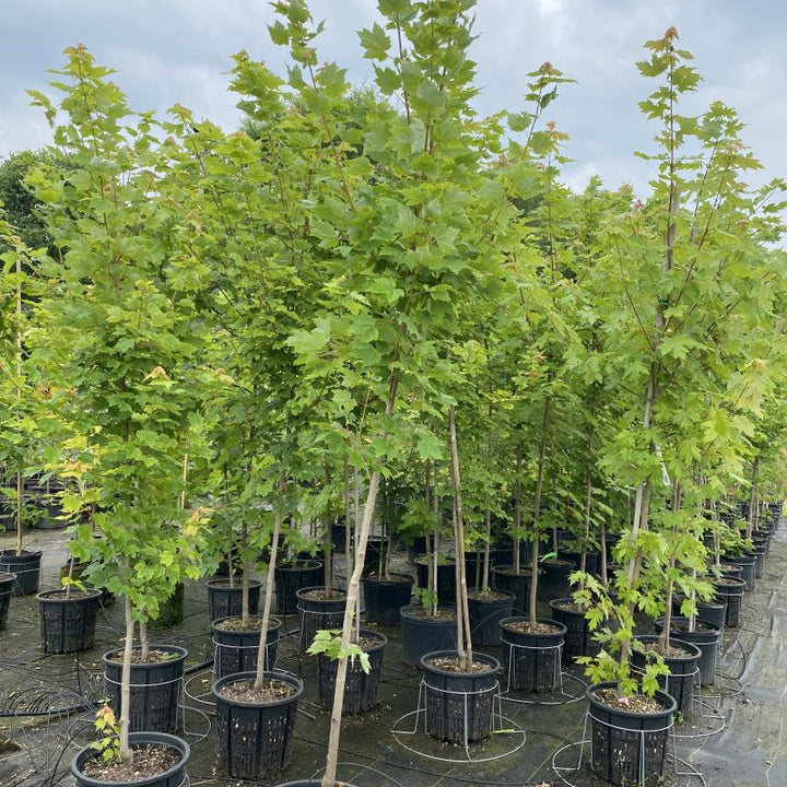 Acer rubrum 'October Glory' (Red Maple) grown in 7-gallon pots.