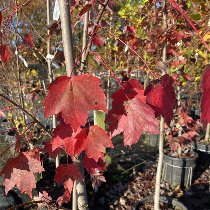 Red fall colors of Acer rubrum 'October Glory' (Red Maple).