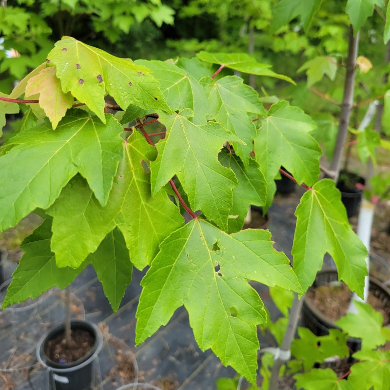 A close-up photo of the multi-toothed classic shaped leaves of red maple (Acer rubrum)
